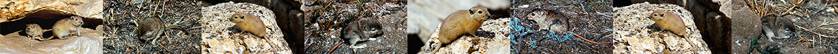 Gerbillinae